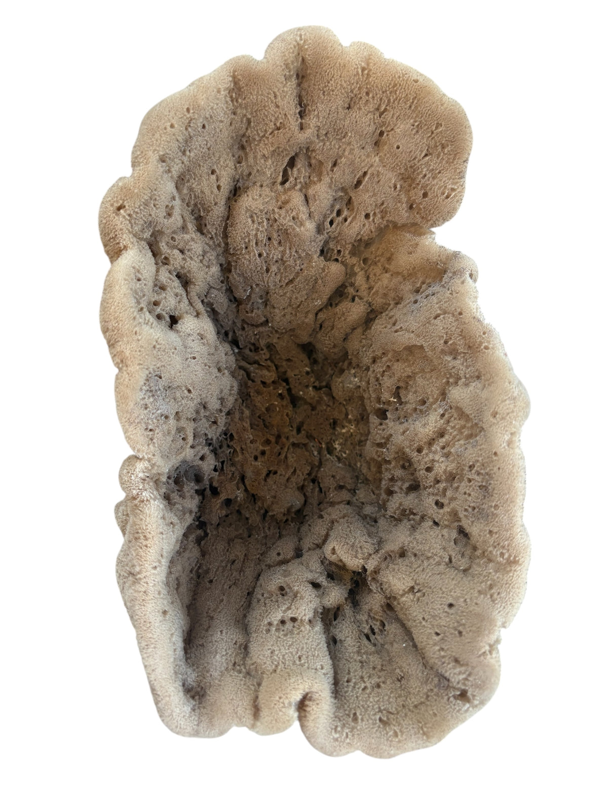 Large Sea Sponge