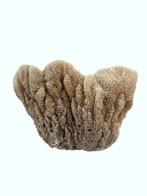 Large Sea Sponge